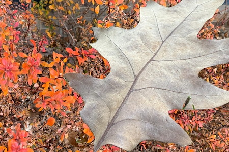 Why Fall Is the Perfect Time to Schedule Interior Painting Before the Chicago Winter